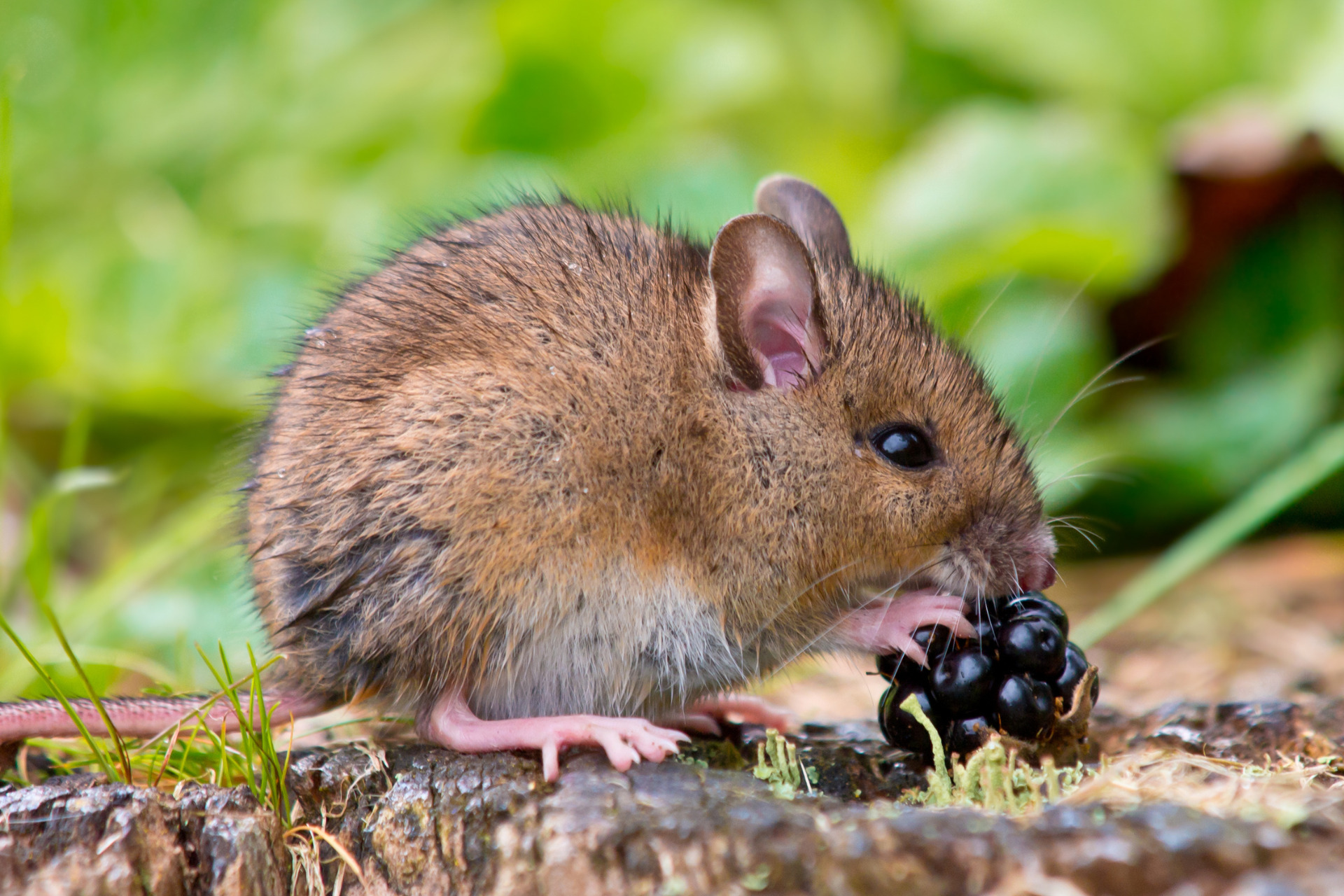 différence entre les rats des champs et les rats des villes stoprat