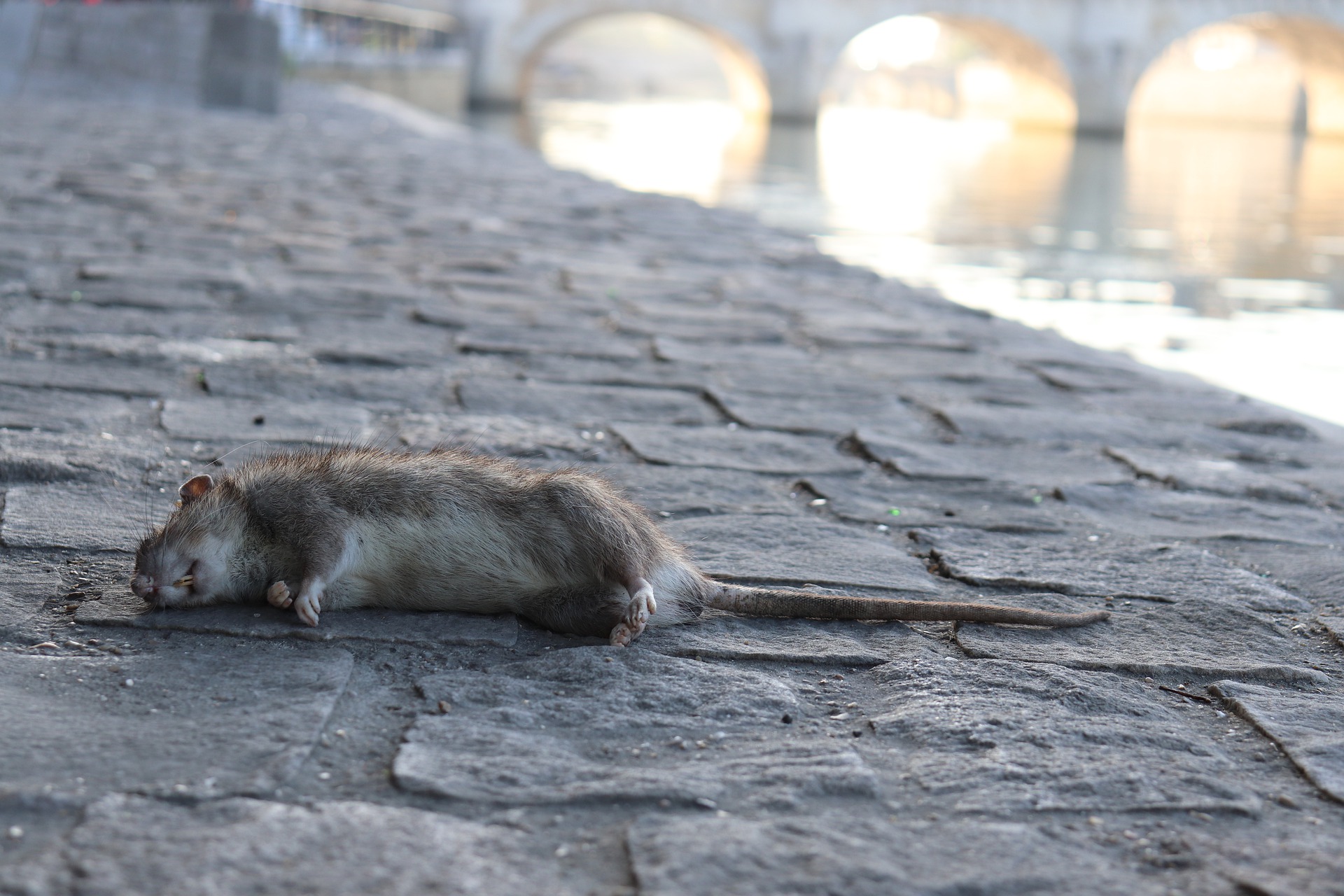 Bebe Rat Des Champs Un Danger Croissant Stoprat